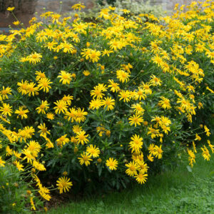 Euryops Soleil Orange