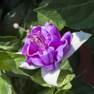 Fuchsia Jollies Lorraine