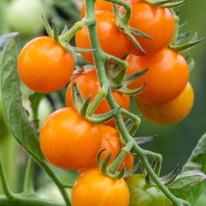 Tomate Golden Cherry