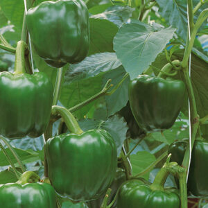 Poivron Carré Jumbo Stuff