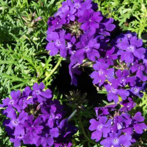 Verveine Tapien Violet