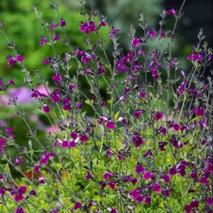 Sauge Greggi Amethyst Lips