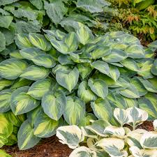 Hosta June