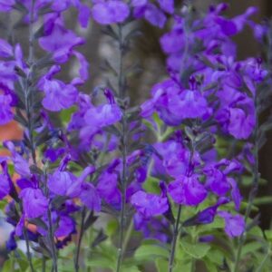 Sauge Grahamii So Cool Purple