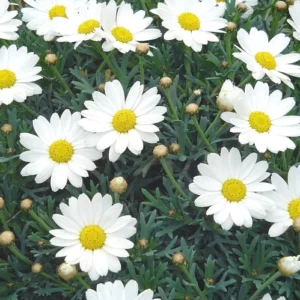 Anthemis White Chocolate