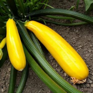 Courgette Gold Rush