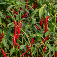 Piment Doux Des Landes
