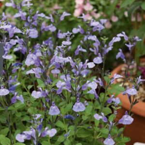 Sauge Grahamii So Cool Pale Blue