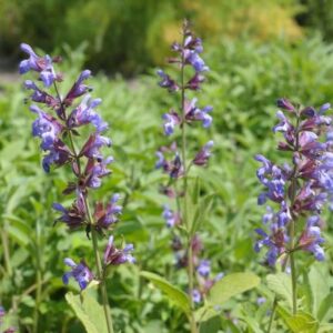 Sauge Officinale