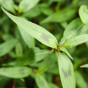 Coriandre Vietnamienne