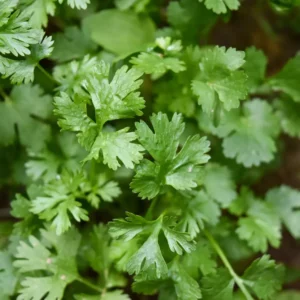 Coriandre
