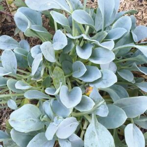 Mertensia