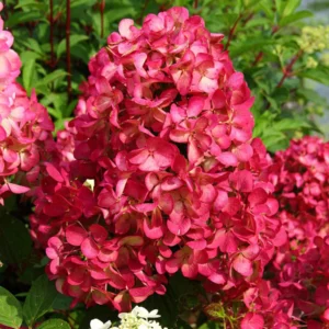 Hydrangea Paniculata Diamant Rouge