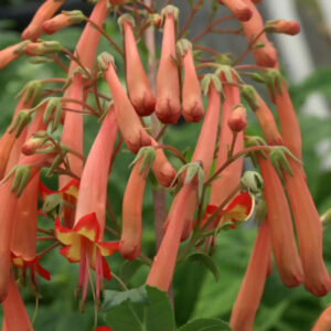 Phygelius Fushia Du Cap Orange