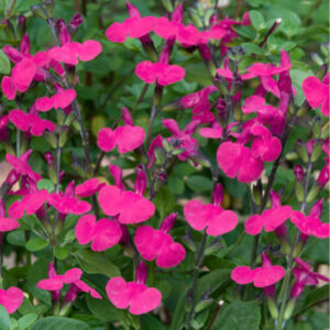 Sauge Grahamii Cera Potosi