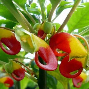 Impatiens Perroquet