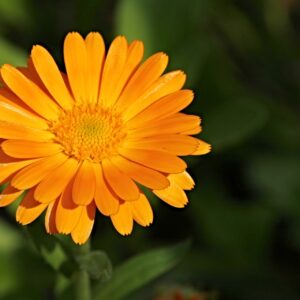 Calendula Officinalis