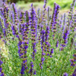 Hysope Officinale
