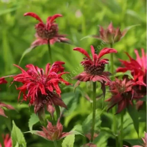 Monarde Bergamote