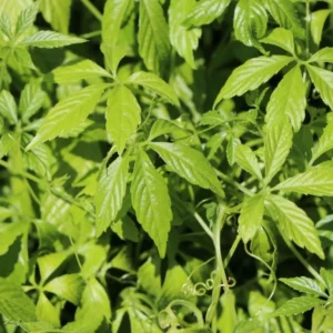 Thé De L'Immortalité