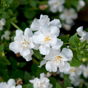 Bacopa Double Snow
