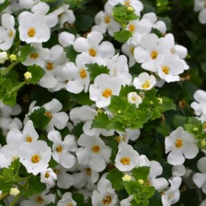 Bacopa White