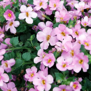 Bacopa Pink