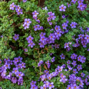 Bacopa Blue
