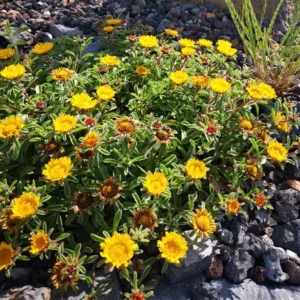 Astericus Gold Dollar