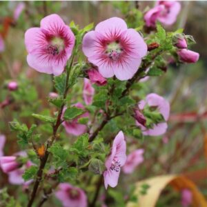 Anisodontea Pink