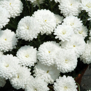 Anthemis Hooneybees Double White