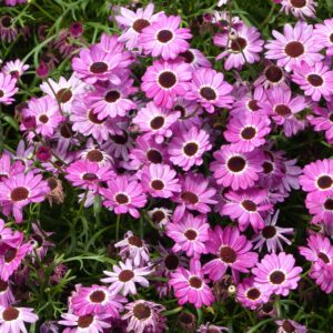 Anthemis Pink Prez