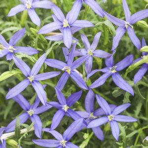 Isotoma Axillaris Blue