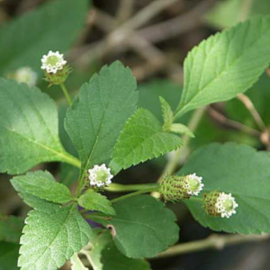 Lippia Dulcis