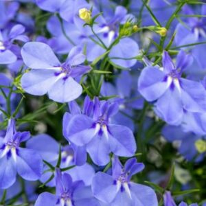 Lobelia Aqua