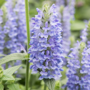 Nepeta Nervosa