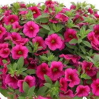 Calibrachoa Fuchsia
