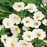 Calibrachoa Pure White