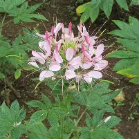 Cleome Bouture