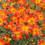 Bidens Beedance Painted Red