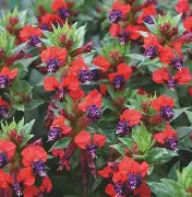 Cuphea Llavea Tiny Winnie Rge