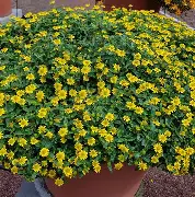 Sanvitalia Sweet Penny