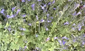 Sauge Grahamii So Cool Pale Blue