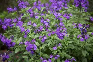 Sauge Grahamii So Cool Purple