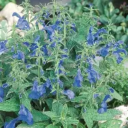 Sauge Patens Blue