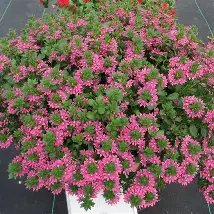 Scaevola Surdiva Fashion Pink