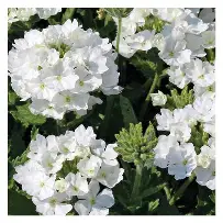 Verveine Vivace Cleo Blanc