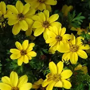 Bidens Golden Empire