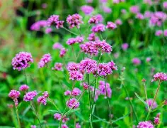 Verveine Vivace Cleo Saumon