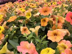 Petunia Cascadias Indian Summer